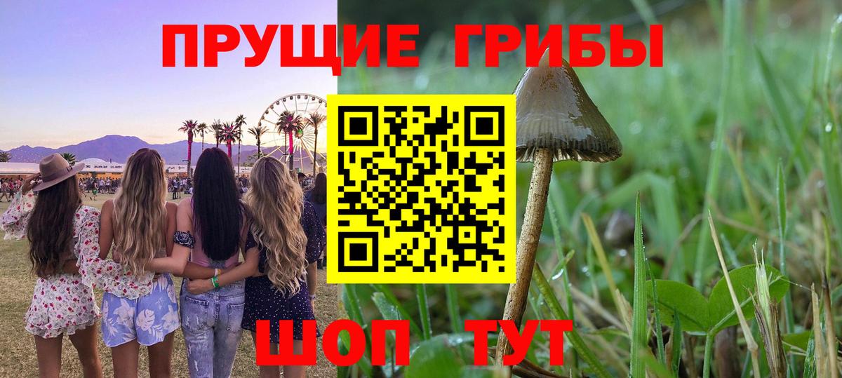 Ивантеевка  Псилоцибиновые грибы Cubensis  Вход с VPN 